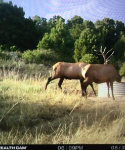Colorado Private Land Elk Hunt